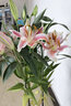 香水百合盆栽花苗成品帶花苞四季種植室內辦公室客廳綠植 香水百合盆栽 整盆發(fā)貨 曬單實(shí)拍圖