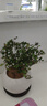 小葉赤楠老樁盆栽盆景迷你植物室內(nèi)花卉辦公室桌面小綠植好養(yǎng)四季 赤楠+白圓球瓷盆（送托盤送苔鮮 曬單實拍圖