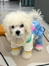 MIKI PAD狗狗衣服小型犬春秋款貓咪衣服四腳衣可牽引小狗衣服泰迪比熊 藍(lán)色口袋背帶褲 S背長(zhǎng)25cm（參考體重1-5斤） 曬單實(shí)拍圖