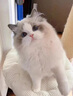 春燕美寵布偶貓幼貓活體藍眼睛海雙藍雙純種長(cháng)毛貓寵物貓幼崽波斯系仙女貓 血統級 曬單實(shí)拍圖
