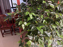 寧雪兒仿真花假花塑料裝飾花人造絹花假樹(shù)枝楓葉銀杏葉綠葉植物假樹(shù)葉 升級版膠布榕樹(shù)葉 樹(shù)枝 曬單實(shí)拍圖