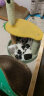 宠德多猫背包猫包外出猫太空舱宠物猫咪狗狗外出便携包双肩包猫书包12孔 清新绿（18斤内猫） 实拍图