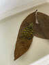 森森（SUNSUN）烏龜加熱棒低水位龜缸加熱器烏龜加溫棒 魚缸加熱棒自動恒溫 25W低水位3cm(離水?dāng)嚯姵瑴乇Ｗo) 曬單實拍圖