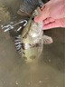 老G釣魚(yú)添加劑小藥黑坑野釣果酸天熱開(kāi)口 綠果酸（100克） 曬單實(shí)拍圖