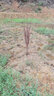 青意宣 水杉樹苗 水杉苗木 落羽杉紅杉樹苗室外柳杉盆景盆栽 90cm—1.2m高 曬單實拍圖