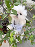 春燕美寵純種韓版馬爾濟(jì)斯犬幼犬活體幼崽寵物犬小型寵物狗馬爾濟(jì)斯寵物狗 賽級 請聯(lián)系客服 曬單實拍圖