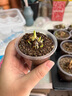進(jìn)口蝴蝶花毛茛種球根帶芽重瓣洋牡丹花苗陽(yáng)臺盆栽四季開(kāi)花卉植物 進(jìn)口重瓣混色5顆種球（隨機發(fā)） 正品包對版-送專(zhuān)用肥料 曬單實(shí)拍圖