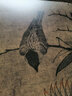 東方畫(huà)譜·宋代花鳥(niǎo)篇·寫(xiě)生珍禽圖  山鷓棘雀圖 曬單實(shí)拍圖