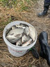 柏羽中藥酒米打窩料野釣鯽魚鯉魚專用阿魏釣魚窩料餌料打窩米黑坑底窩 阿魏中藥酒米升級版1000克*1瓶 曬單實(shí)拍圖