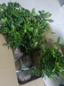 行湘蓬萊松盆栽植物綠植盆栽盆景四季常青蓬萊松大苗不含盆 源頭直發(fā) 曬單實(shí)拍圖