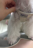 puppytie狗狗牽引繩小型犬狗繩遛狗繩背心式泰迪柯基寵物胸背帶狗狗胸背帶 珍珠白-胸背帶 XS-超小型建議 4-10斤 曬單實(shí)拍圖