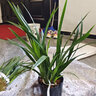 翁源蘭花苗建蘭黃金小神童富貴吉祥四季濃香盆栽好養(yǎng)植物原盆土發(fā) 小神童4苗【大壯苗】簡易盆土 曬單實拍圖