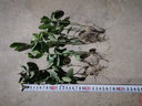 黛陌北海道冬青樹(shù)苗圍墻籬笆大葉北海道黃楊苗法國冬青苗綠化四季常青  冬青苗50-60cm【50顆】 不含盆 曬單實(shí)拍圖