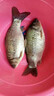 狼王樂釣魚竿超輕超硬19釣三定位前打竿不剪線谷麥竿逗釣桿套裝碳素手車竿 三定位4.9-4.2-3.4米+99型谷麥輪+禮品 曬單實(shí)拍圖