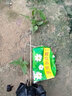 慕爾森鐵線(xiàn)蓮大苗盆栽爬藤植物重瓣大花藤本戶(hù)外花卉植物室內外耐寒耐熱 【水晶噴泉】 小苗10-15厘米高 曬單實(shí)拍圖