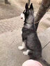 旺狗財(cái)貓哈士奇幼犬活體純種寵物狗狗活體哈士奇 寵物級(jí) 紅色 公 曬單實(shí)拍圖