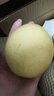 遠(yuǎn)達(dá)（YUANDA）河北皇冠梨趙縣特產(chǎn)新鮮水果冰糖雪梨當(dāng)季水果梨子整箱白梨脆甜 皇冠梨凈重1.4斤 曬單實(shí)拍圖