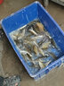 本諾方形活魚(yú)桶釣魚(yú)路亞加厚可折疊魚(yú)護桶魚(yú)簍戶(hù)外裝魚(yú)箱野釣專(zhuān)用魚(yú)桶 50cm透明【快速投魚(yú)款】32L青藍 曬單實(shí)拍圖