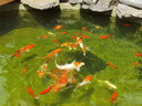 大拇指錦鯉專(zhuān)用飼料魚(yú)食魚(yú)糧通用 大包裝金魚(yú)料顆粒飼料觀(guān)賞魚(yú)糧高蛋白 5斤【上浮/育成】約6mm 曬單實(shí)拍圖