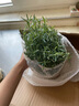 易水之夏盆栽迷迭香香草植物綠植 迷迭香(大盆) 帶盆栽好 曬單實(shí)拍圖