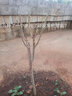 突尼斯軟籽石榴樹(shù)樹(shù)苗石榴特大無(wú)籽苗當年結果地栽庭院臨潼果樹(shù)大 黑軟籽五年苗 81cm(含)-110cm(含) 曬單實(shí)拍圖