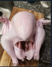 Turkey火雞肉整只圣誕季感恩節冰鮮國產(chǎn)進(jìn)口美國智利火雞整只 整只火雞肉6斤裝（國產(chǎn)發(fā)順豐） 曬單實(shí)拍圖