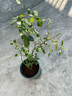 清韻伊人 月季花苗爬藤薔薇月季花樹(shù)陽(yáng)臺盆栽花卉庭院爬墻植物四季開(kāi)花 大游行 中苗90-100厘米高 曬單實(shí)拍圖