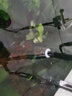 JUWEL水族用品不銹鋼進(jìn)水口保護(hù)套過濾器過濾桶濾網(wǎng)套管蝦套魚苗 老款不銹鋼罩(16mm口徑) 曬單實(shí)拍圖