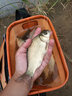 富源百川旗艦魚(yú)線(xiàn)超強拉力主線(xiàn)競技釣線(xiàn)黑坑線(xiàn)八字環(huán)綁好魚(yú)線(xiàn)成品套裝綁好 【2卷裝】 3.9米 -競技主線(xiàn)組 2.0 曬單實(shí)拍圖