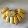 廣西小米蕉新鮮牛角蘋(píng)果香蕉整箱粉蕉圓當季時(shí)令生鮮水果 【小米蕉】2500g（劃算） 曬單實(shí)拍圖