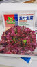 蔬菜種子香菜番茄辣椒菠菜黃瓜青菜籽生菜蘿卜白菜四季播種孑大全 紫色 紫葉油菜約800粒 曬單實(shí)拍圖