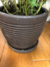 神力歐式紫砂蘭花綠植花盆希臘風(fēng)紫砂粗陶素陶浪漫海灘拉毛盆蘭花盆 螺紋有底洞款+碟托 中號 曬單實(shí)拍圖