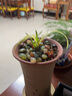 正宗春蘭黃金中透藝富貴陽(yáng)光蘭花苗金邊春蘭花草矮種金邊春蘭中透 1顆3苗春蘭線(xiàn)藝中透藝（脫盆發(fā)貨）不帶花苞 曬單實(shí)拍圖