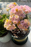 臨雅長(zhǎng)壽花盆栽四季開(kāi)花苗重瓣花高端名貴花卉綠植大全變色龍?jiān)搭^直發(fā) 曬單實(shí)拍圖
