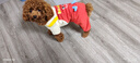 MIKI PAD狗狗衣服小型犬春秋款貓咪衣服四腳衣可牽引小狗衣服泰迪比熊 薯條背帶褲 S背長25cm（參考體重1-5斤） 曬單實拍圖