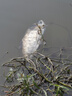 MORTEN SOLUM天下無魚鰱鳙魚餌 冷氏鰱魚鏈魚料大頭魚爆炸鉤餌料釣鰱鳙魚秋天 1包 曬單實拍圖