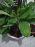 御春閣 原盆原土發(fā)貨萬(wàn)年青 綠巨人盆栽 室內客廳大型盆景植物 綠植花卉 50-60厘米高8-10棵 曬單實(shí)拍圖