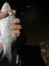 黃金眼重力感應(yīng)夜光漂魚漂咬鉤變色電子漂日夜兩用浮漂 G-005大物漂/配CR425電池 3號(hào)(日夜兩用尾+重力感應(yīng)變色尾) 曬單實(shí)拍圖