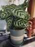 【莎之槿園藝】竹芋盆栽室內高檔盆栽綠植花卉蘋(píng)果竹芋孔雀竹芋四季長(cháng)青花卉綠植新飛羽竹芋盆栽 孔雀竹芋30CM左右 加侖盆（可栽好發(fā)貨） 曬單實(shí)拍圖