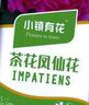 小鎮(zhèn)有花 鳳仙花種子5克指甲花 花卉室外庭院種孑易活花種植綠化種子 曬單實拍圖