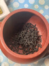 靜心壺韻 宜興紫砂壺 手工茶壺紫砂功夫茶具泡茶壺手工大紅袍 宮燈 曬單實拍圖