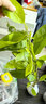 四季濃香開(kāi)花白蘭花苗盆栽室內陽(yáng)臺觀(guān)花植物黃角蘭綠植大樹(shù)苗玉蘭 黃蘭4年苗60CM高 不含盆 曬單實(shí)拍圖