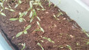 大禹小葉香菜種子耐熱香菜籽耐高溫四季大葉速生芫荽菜籽盆栽秋季 傳統老香菜種子100g/袋 曬單實(shí)拍圖