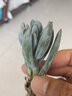 墨一【送貨上門】多肉植物帶盆栽好辦公室花卉盆栽紅寶石桃蛋多肉 藍(lán)松 不含盆 曬單實(shí)拍圖