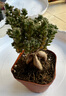 姬紅小松多肉植物盆栽辦公室內高顏值好養花卉植物樹(shù)樁造型小盆景 姬紅小松【高6-8厘米原盆發(fā)】1盆 曬單實(shí)拍圖