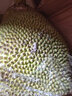 禧友鮮 海南菠蘿蜜整個(gè) 黃肉波羅密一整個(gè) 三亞當季現摘波羅蜜 順豐可選 【回饋實(shí)惠】25-30斤 家庭放開(kāi)吃 曬單實(shí)拍圖