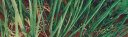爱丽思（IRIS）花盆长方形树脂花盆多肉蔬菜绿植草莓种植种菜盆阳台果蔬种植盆 陶瓷茶550【长55.4cm】 实拍图