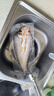 葑門蘇州速發(fā)大白魚蘇州速凍殺好腌鮮冷凍淡水清蒸 1000g 新鮮大白魚500g/條*2條 曬單實拍圖
