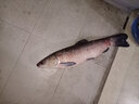 領(lǐng)路人品牌釣青魚珠珠軟餌黑坑緩沉珠珠藍莓錨魚珠珠草魚鯉魚釣魚珠珠 藍莓味16mm（專攻青魚） 曬單實拍圖