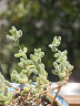 绿盼 蛭石颗粒扦插5L营养土月季多肉绣球珍珠岩园艺养花专用膨胀发根育苗 实拍图